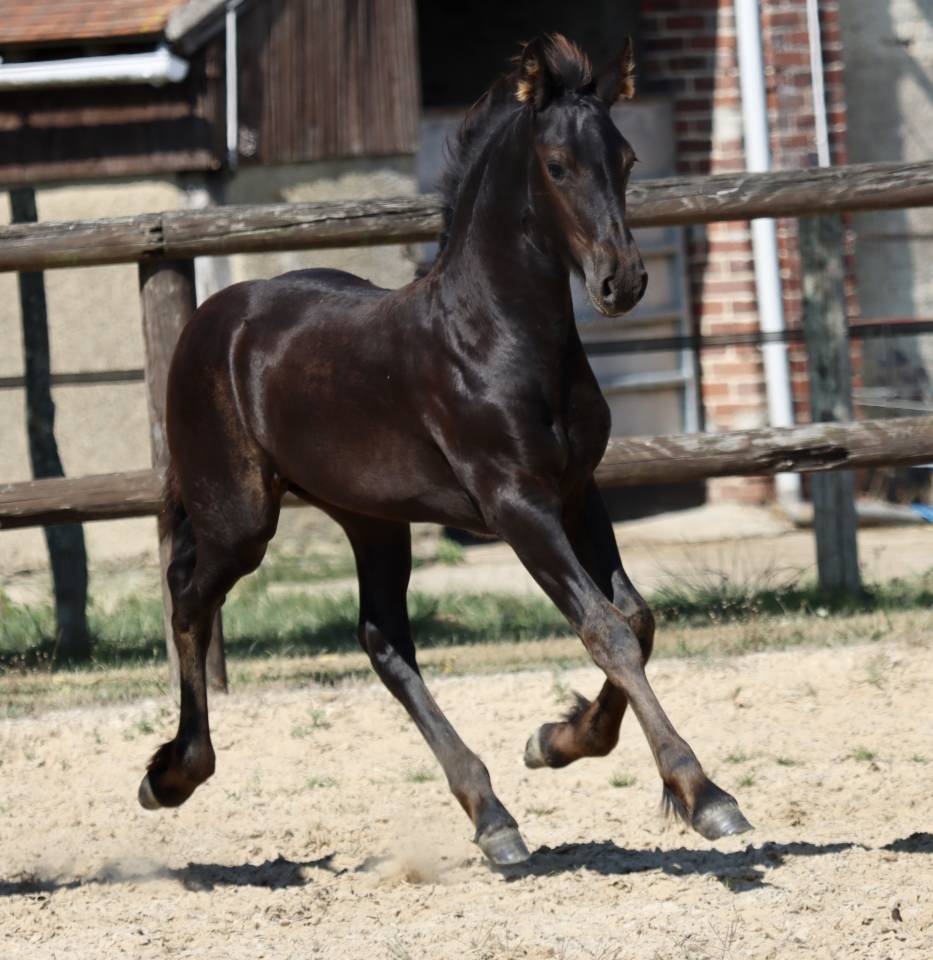 Filly Friesian For sale 2025 Black