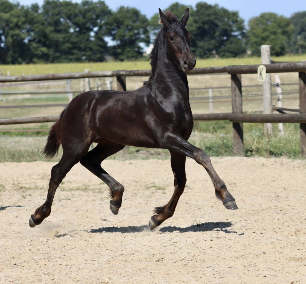 Filly Friesian For sale 2025 Black