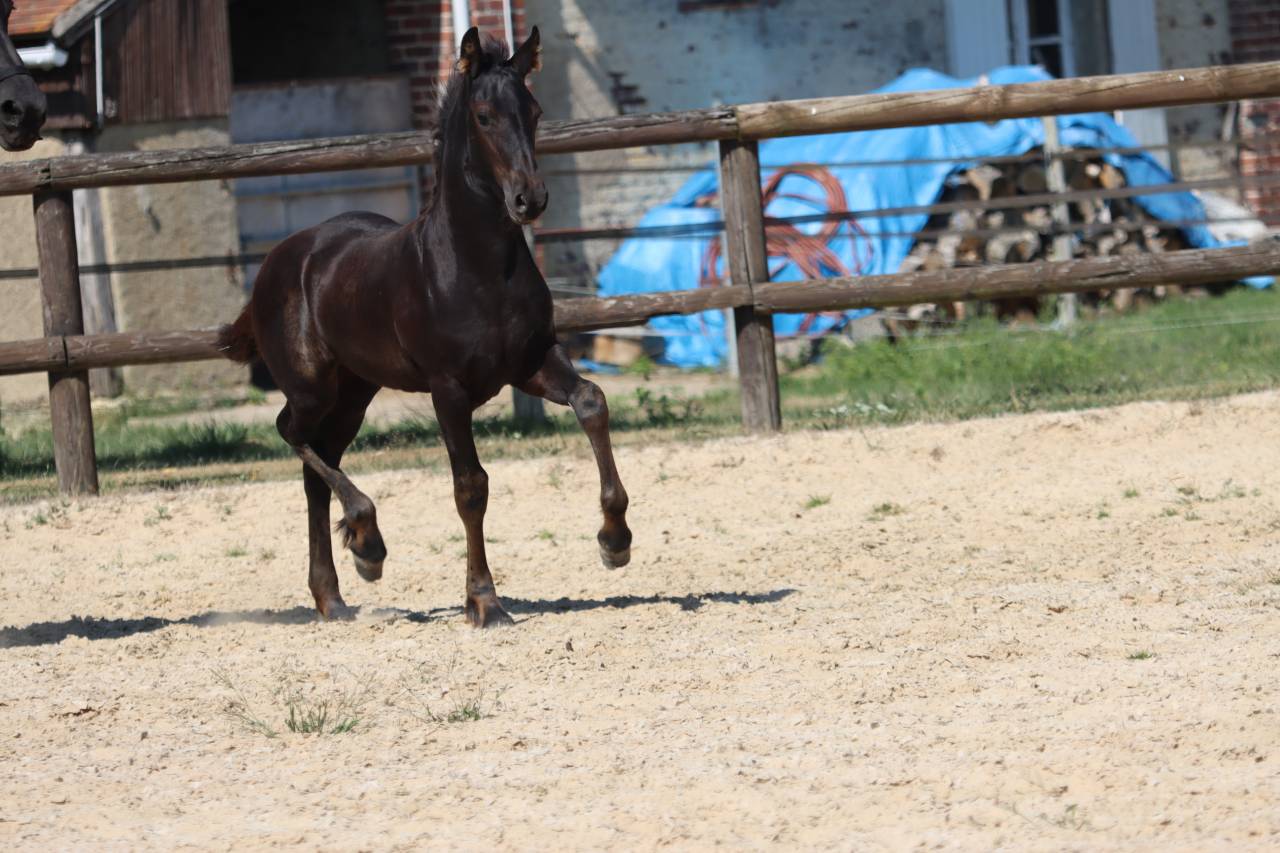 Filly Friesian For sale 2025 Black