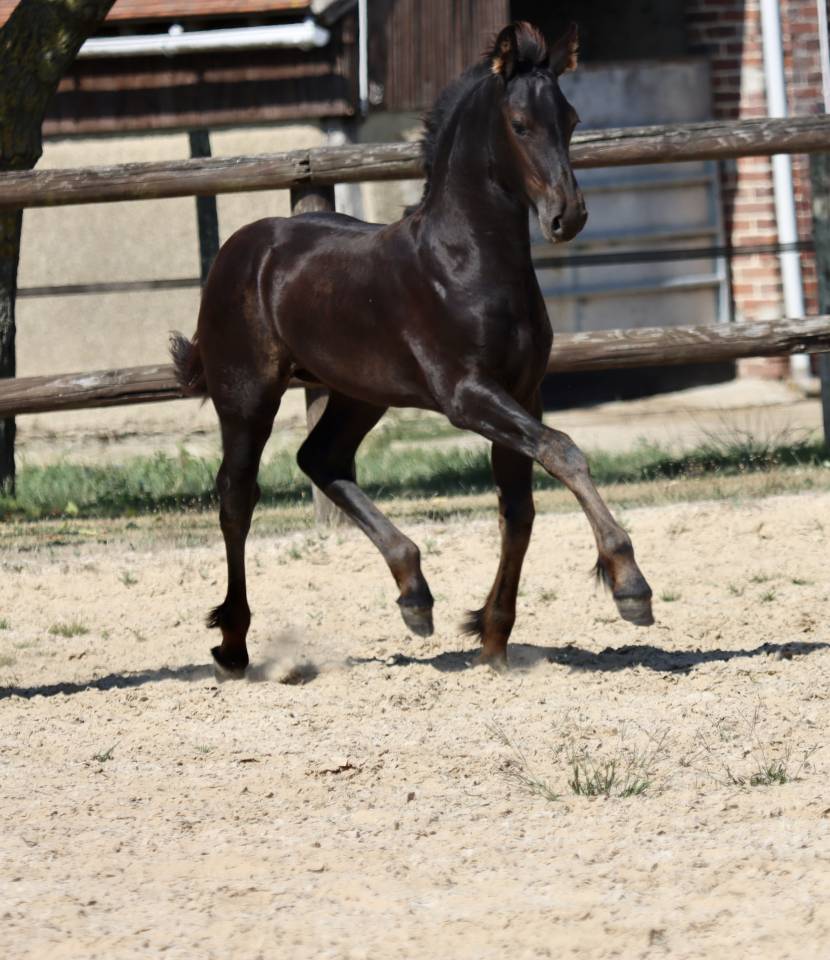 Filly Friesian For sale 2025 Black