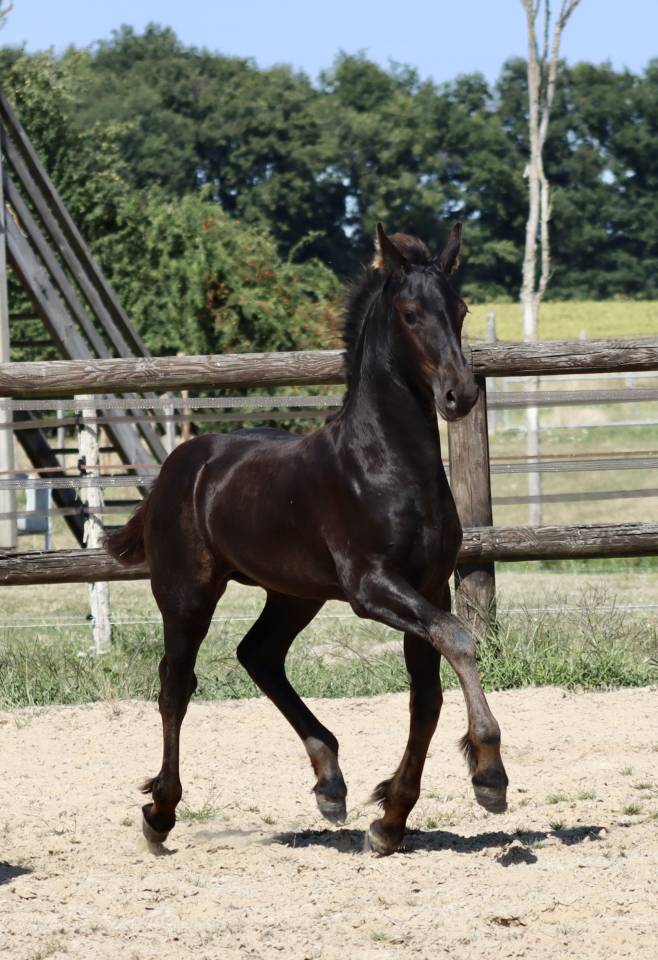 Filly Friesian For sale 2025 Black