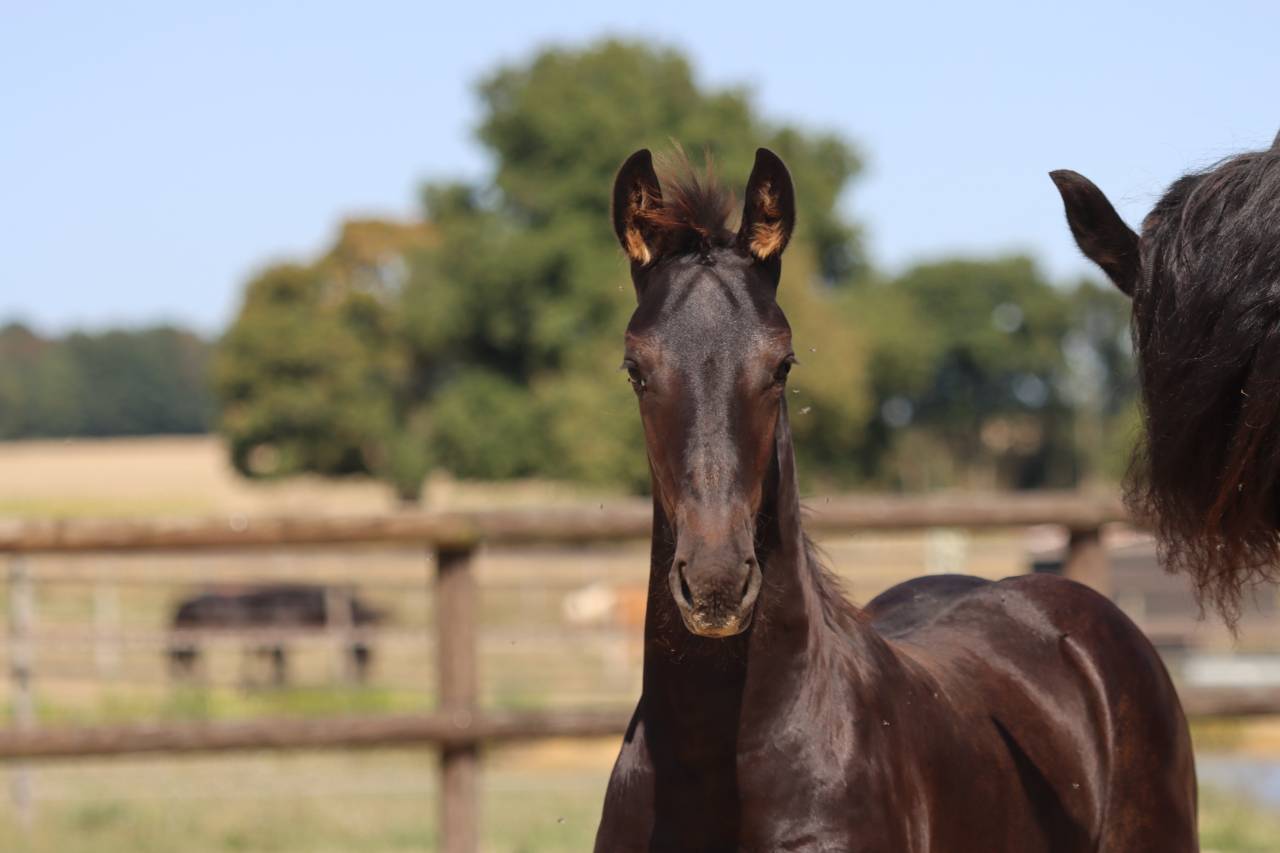 Filly Friesian For sale 2025 Black
