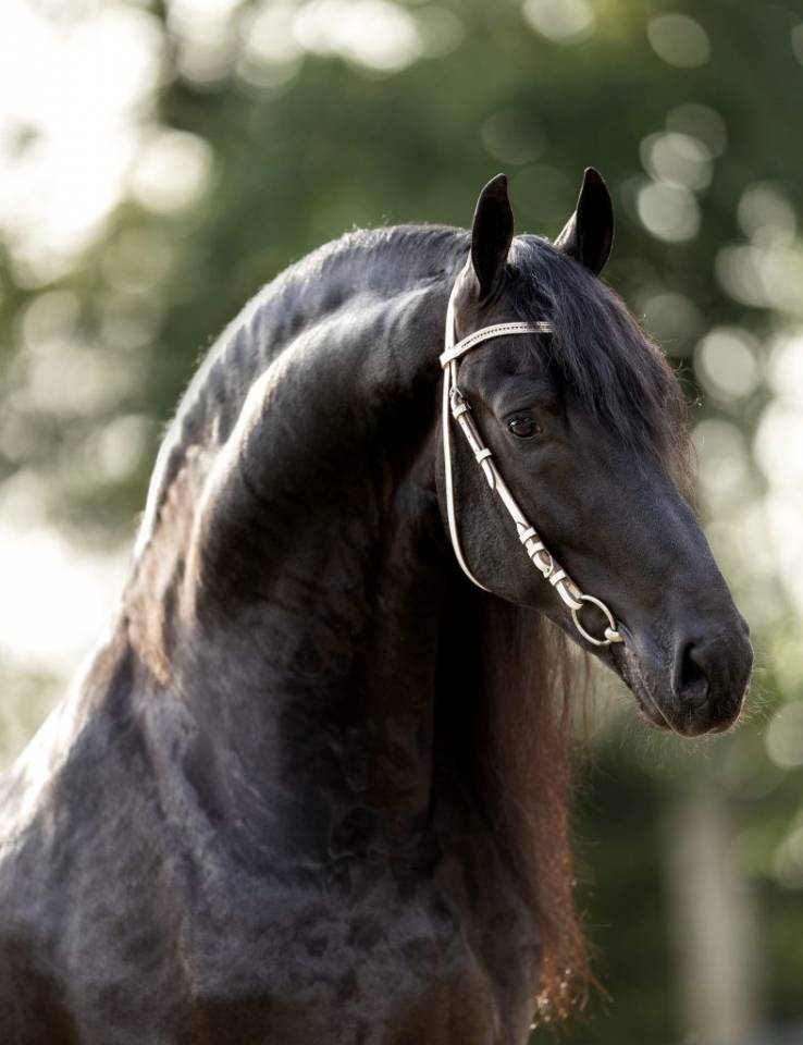 Filly Friesian For sale 2025 Black