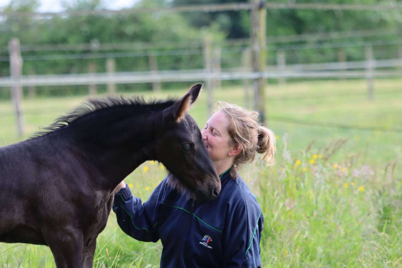 Filly Friesian For sale 2025 Black