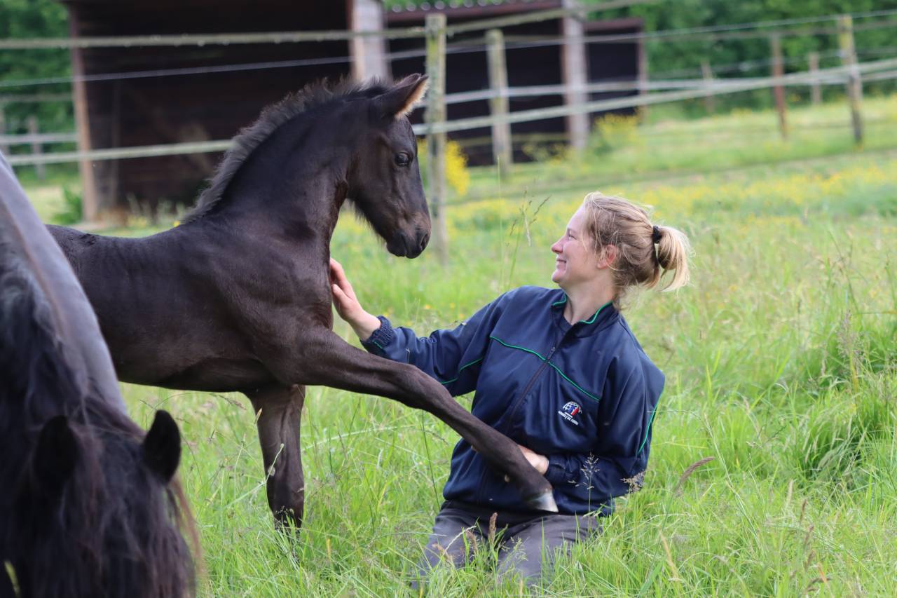 Filly Friesian For sale 2025 Black