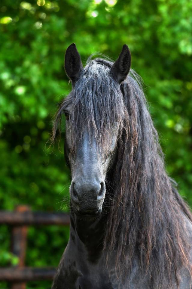 Filly Friesian For sale 2025 Black