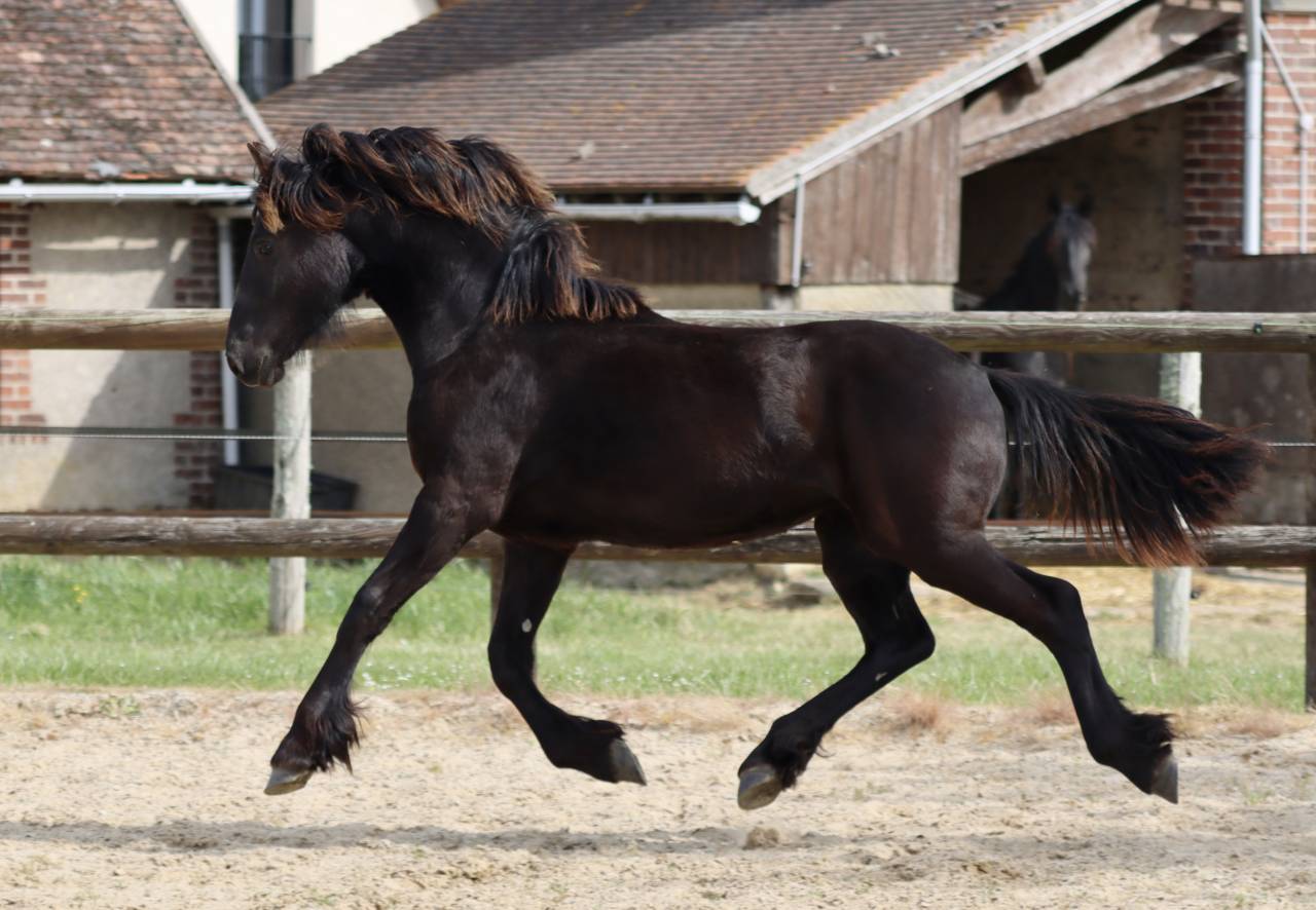 Filly Friesian For sale 2025 Black