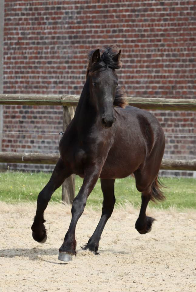 Filly Friesian For sale 2025 Black