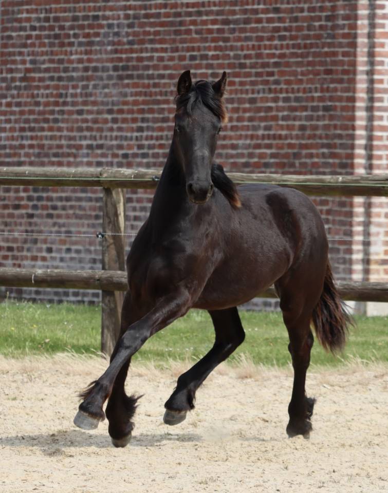 Filly Friesian For sale 2025 Black