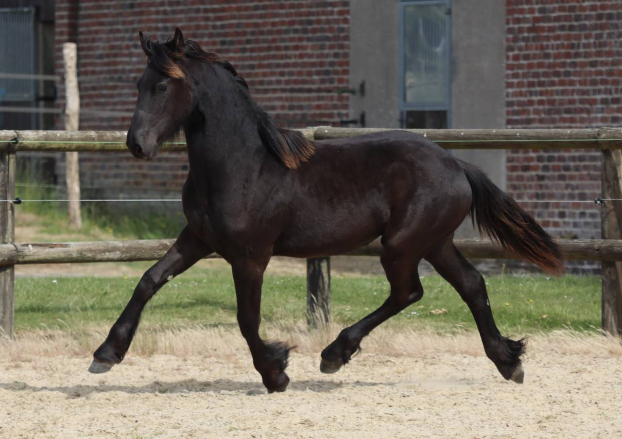 Filly Friesian For sale 2025 Black