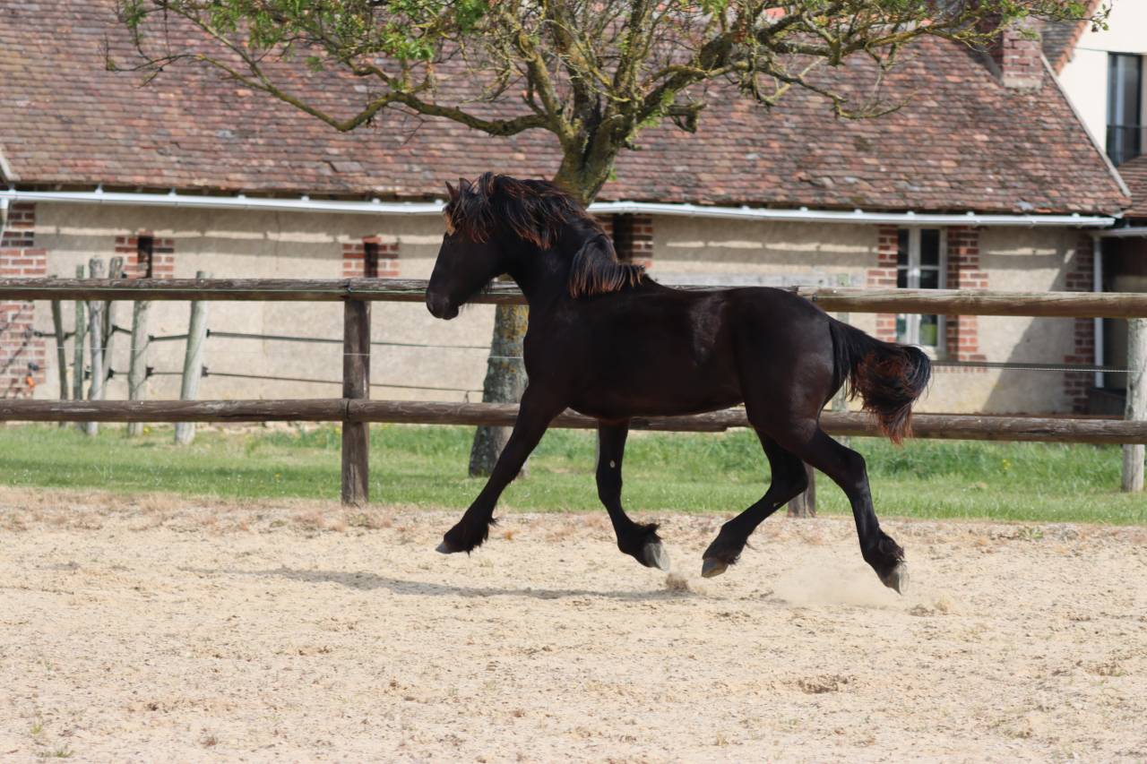 Filly Friesian For sale 2025 Black