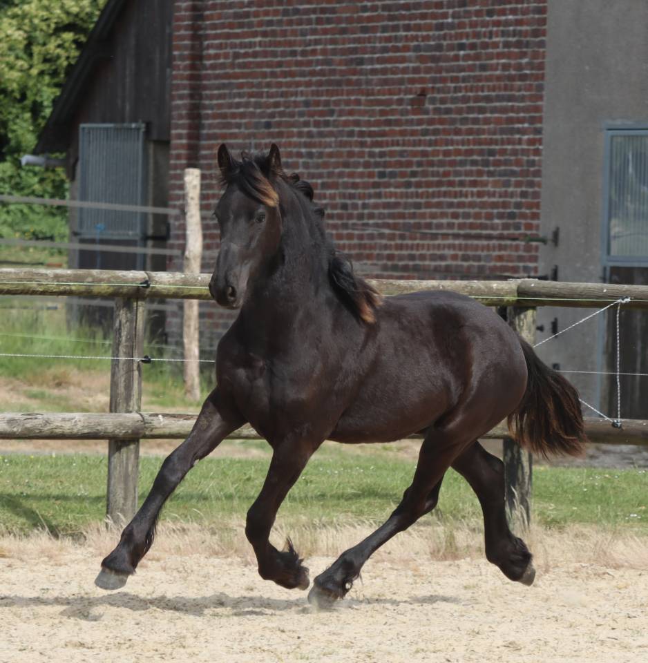 Filly Friesian For sale 2025 Black