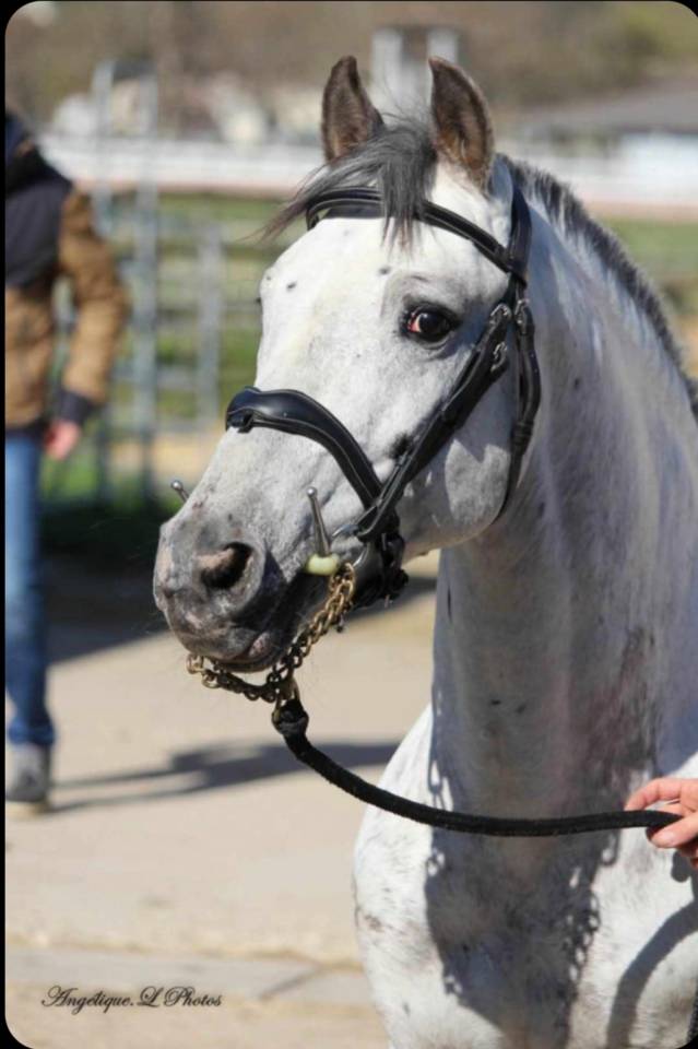 Stallion Other Pony Breed For sale 2011 Appaloosa