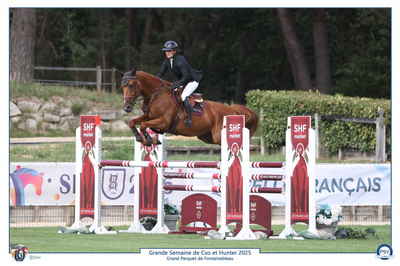 Gelding Selle Français For sale 2019 Chesnut