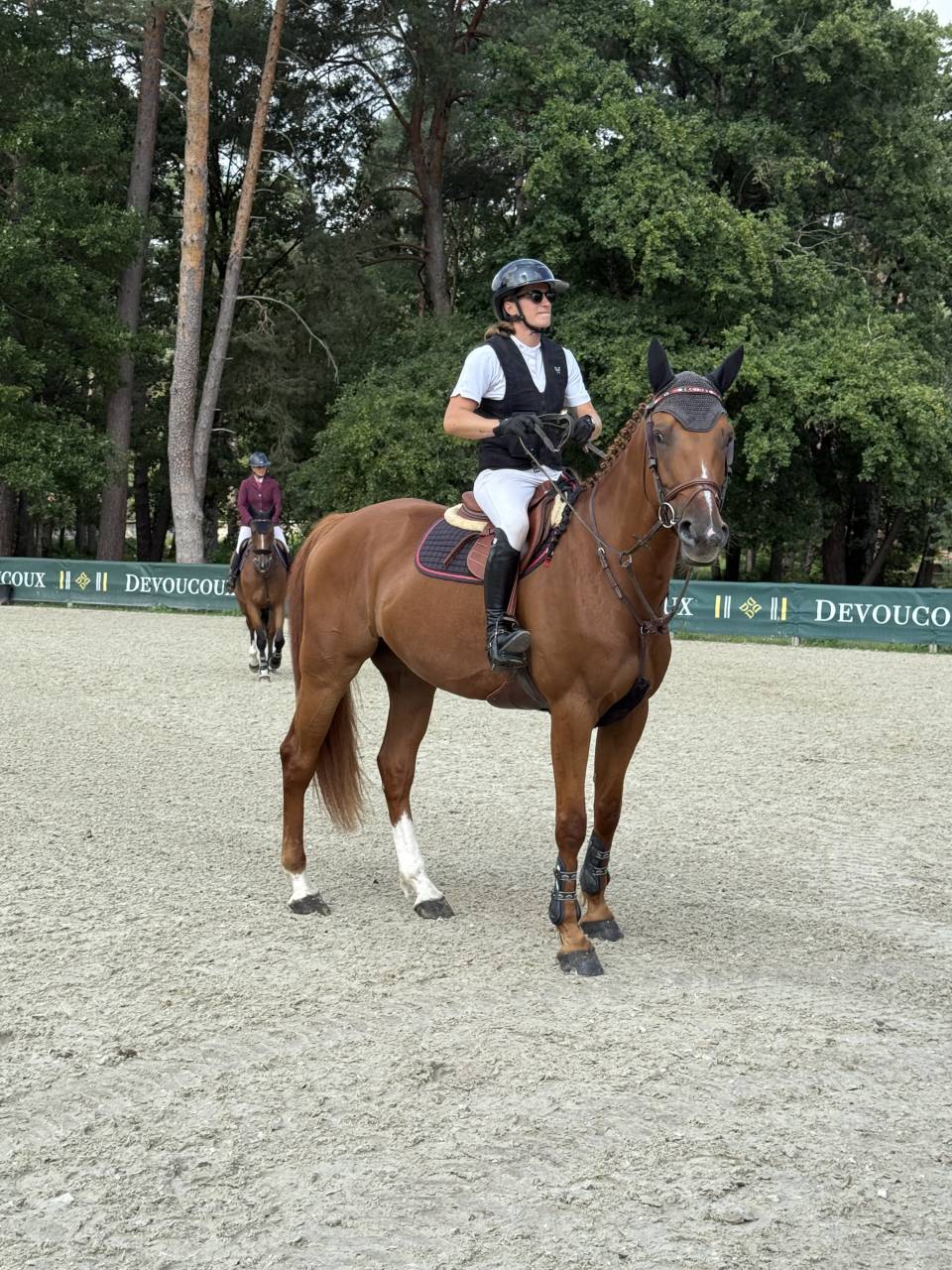 Gelding Selle Français For sale 2019 Chesnut