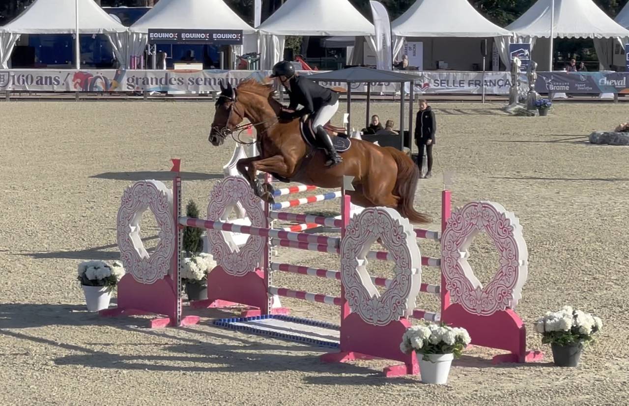 Gelding Selle Français For sale 2019 Chesnut