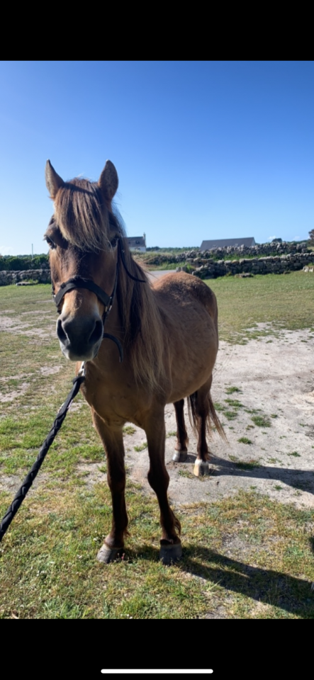 Mare Highland  For sale 2003 Light chestnut