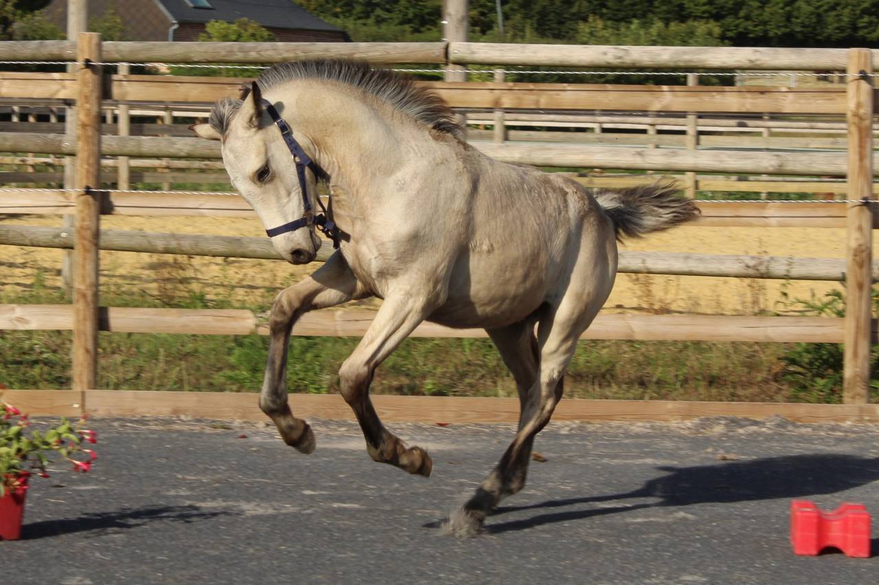 Filly French Saddle Pony For sale 2025 Buckskin