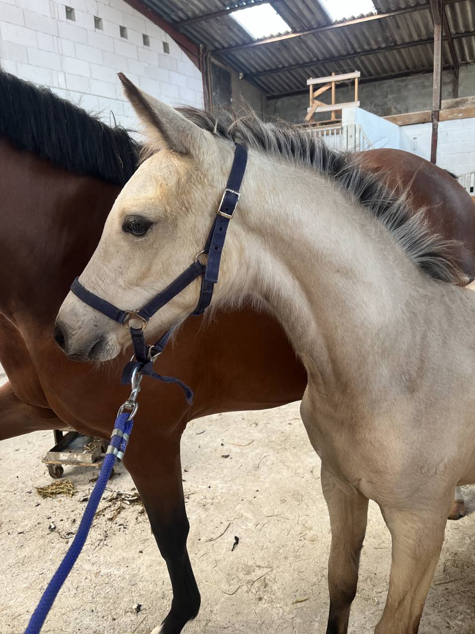 Filly French Saddle Pony For sale 2025 Buckskin