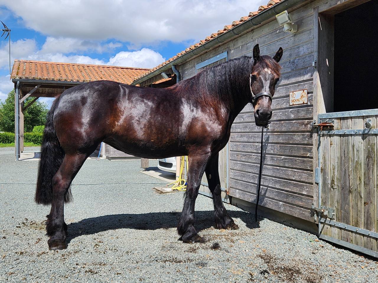 Mare Percheron For sale 2021 Black