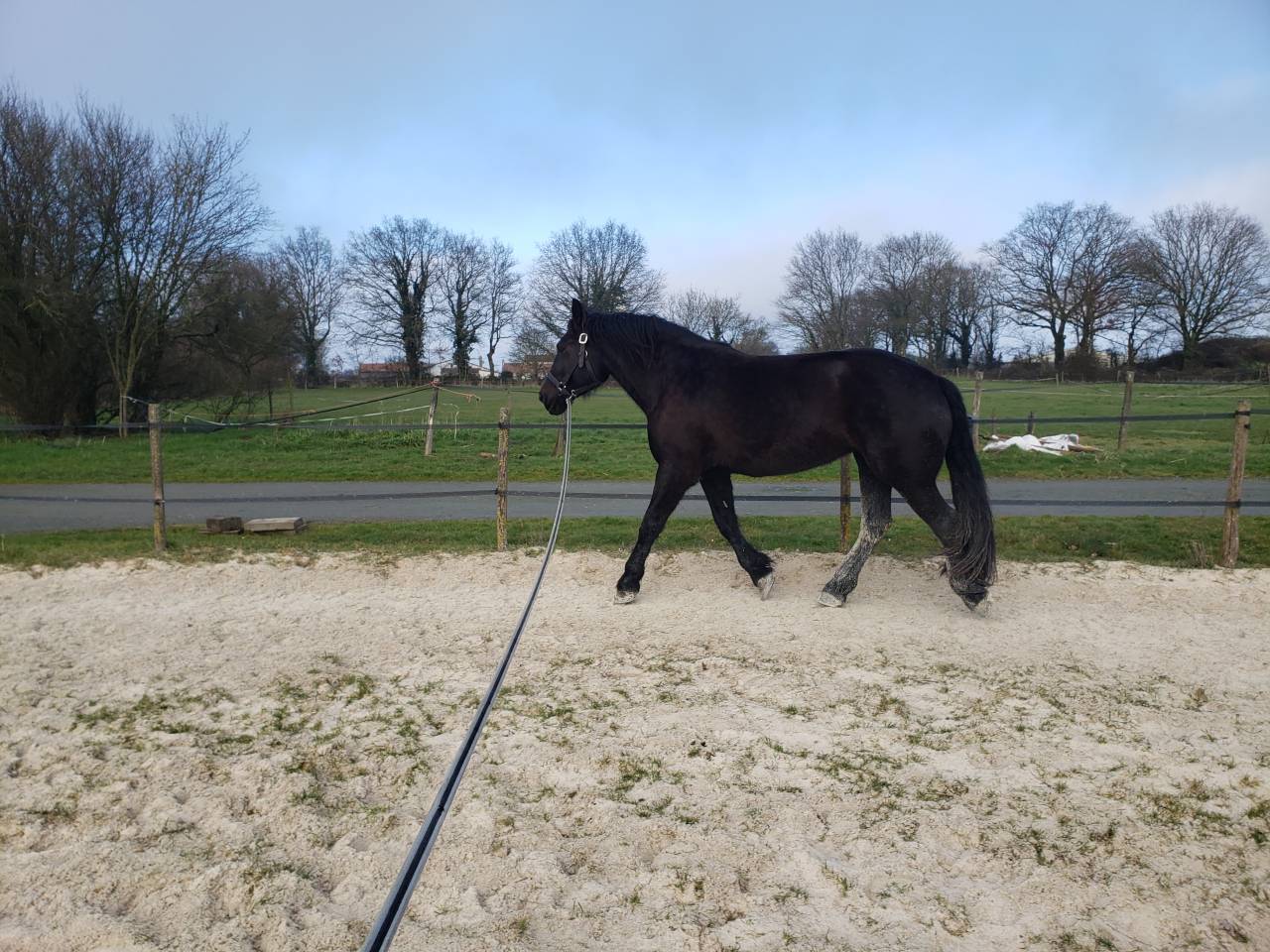 Mare Percheron For sale 2021 Black