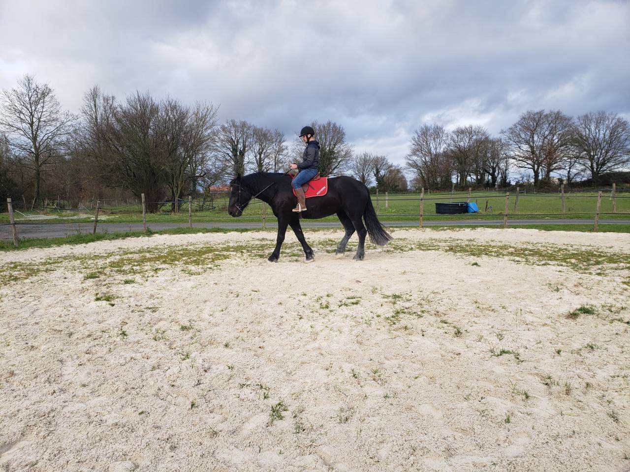 Mare Percheron For sale 2021 Black