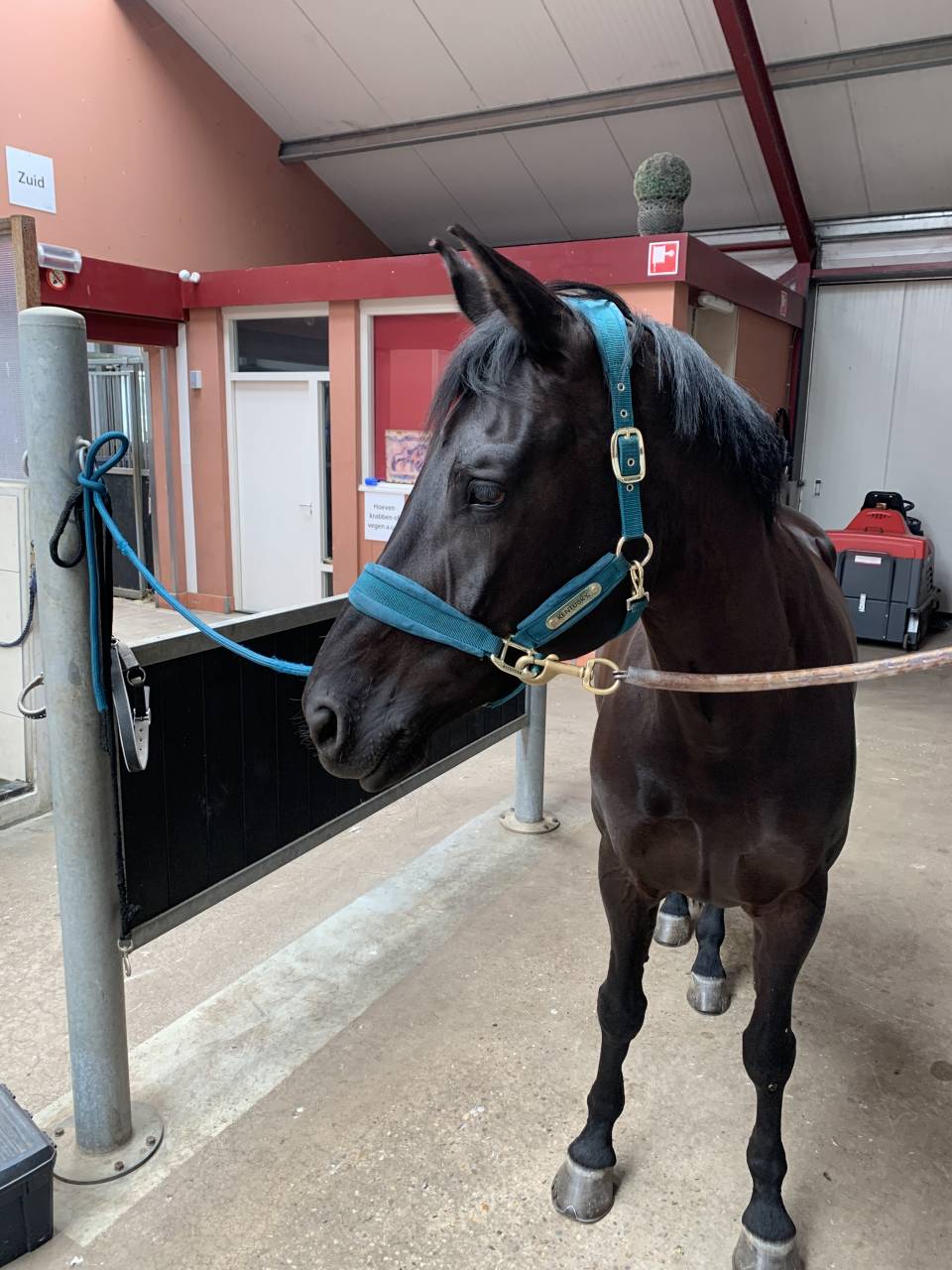 Mare KWPN Dutch Warmblood For sale 2014 Other color