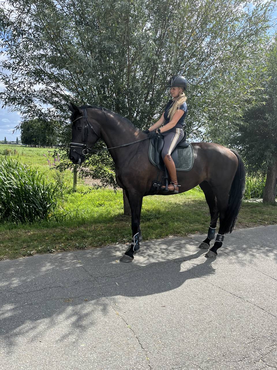 Mare KWPN Dutch Warmblood For sale 2014 Other color