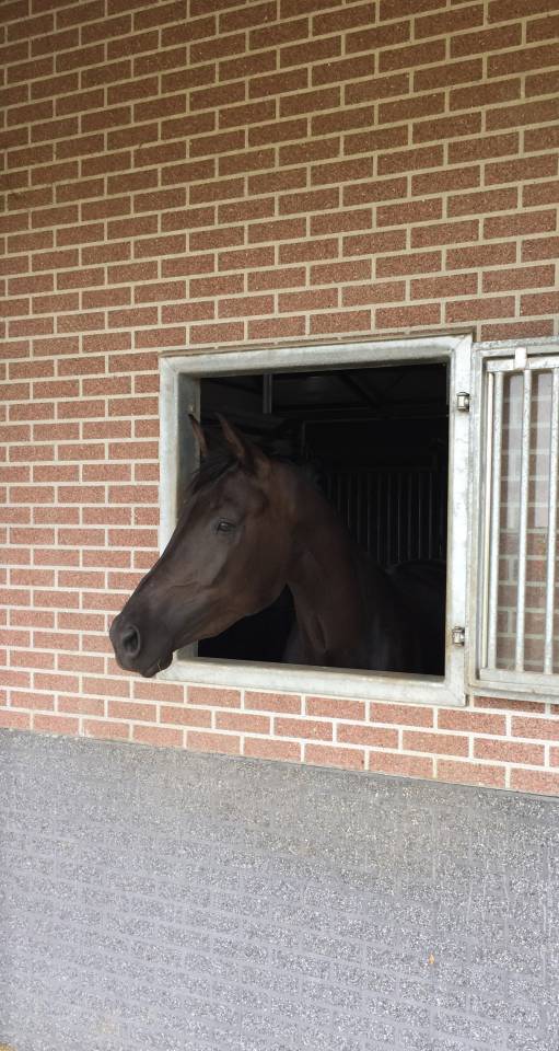 Mare KWPN Dutch Warmblood For sale 2014 Other color