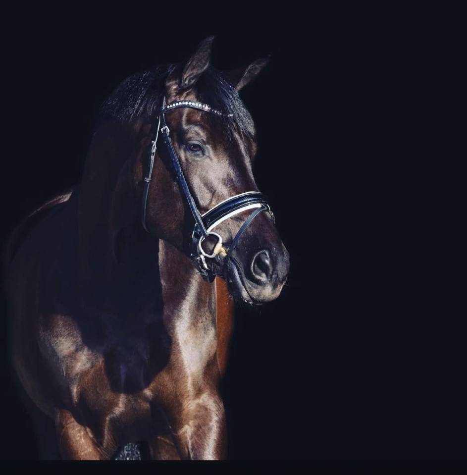 Mare KWPN Dutch Warmblood For sale 2014 Other color