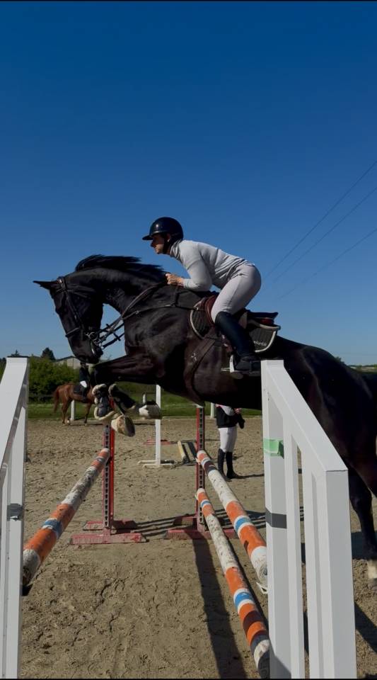 Gelding Selle Français For sale 2019 Black