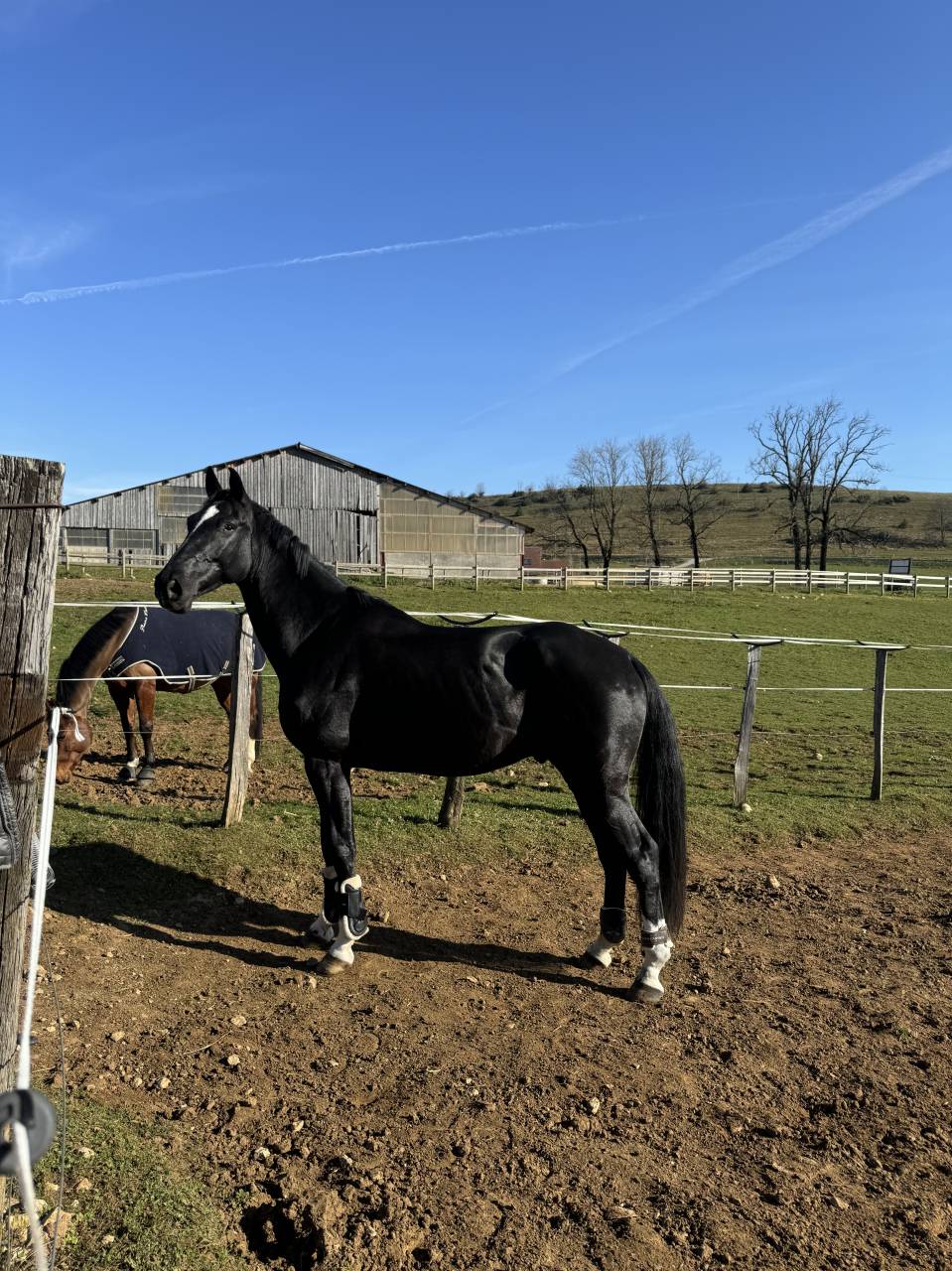 Gelding Selle Français For sale 2019 Black