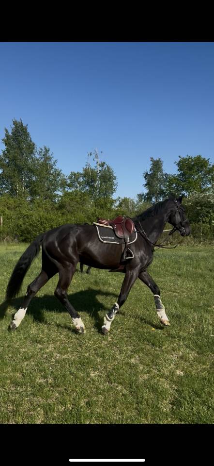 Gelding Selle Français For sale 2019 Black