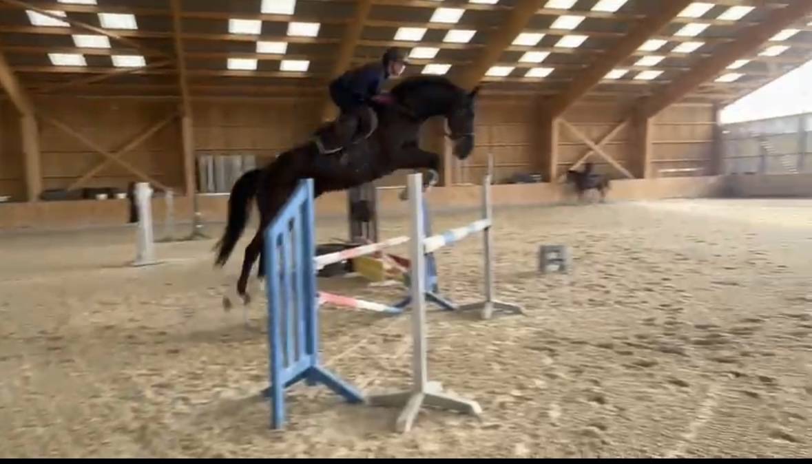 Gelding Selle Français For sale 2019 Black