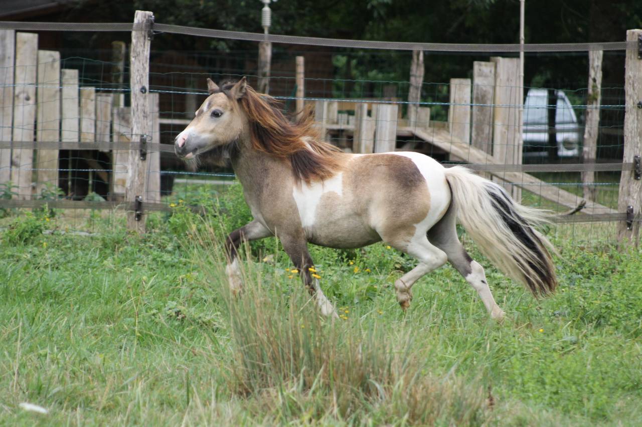 Gelding Shetland Pony For sale 2024 Coloured