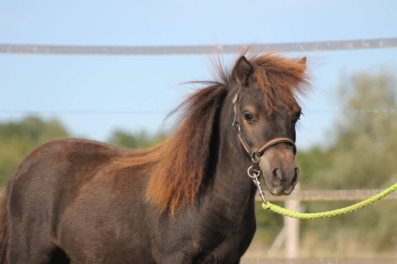 Gelding Shetland Pony For sale 2024 Black