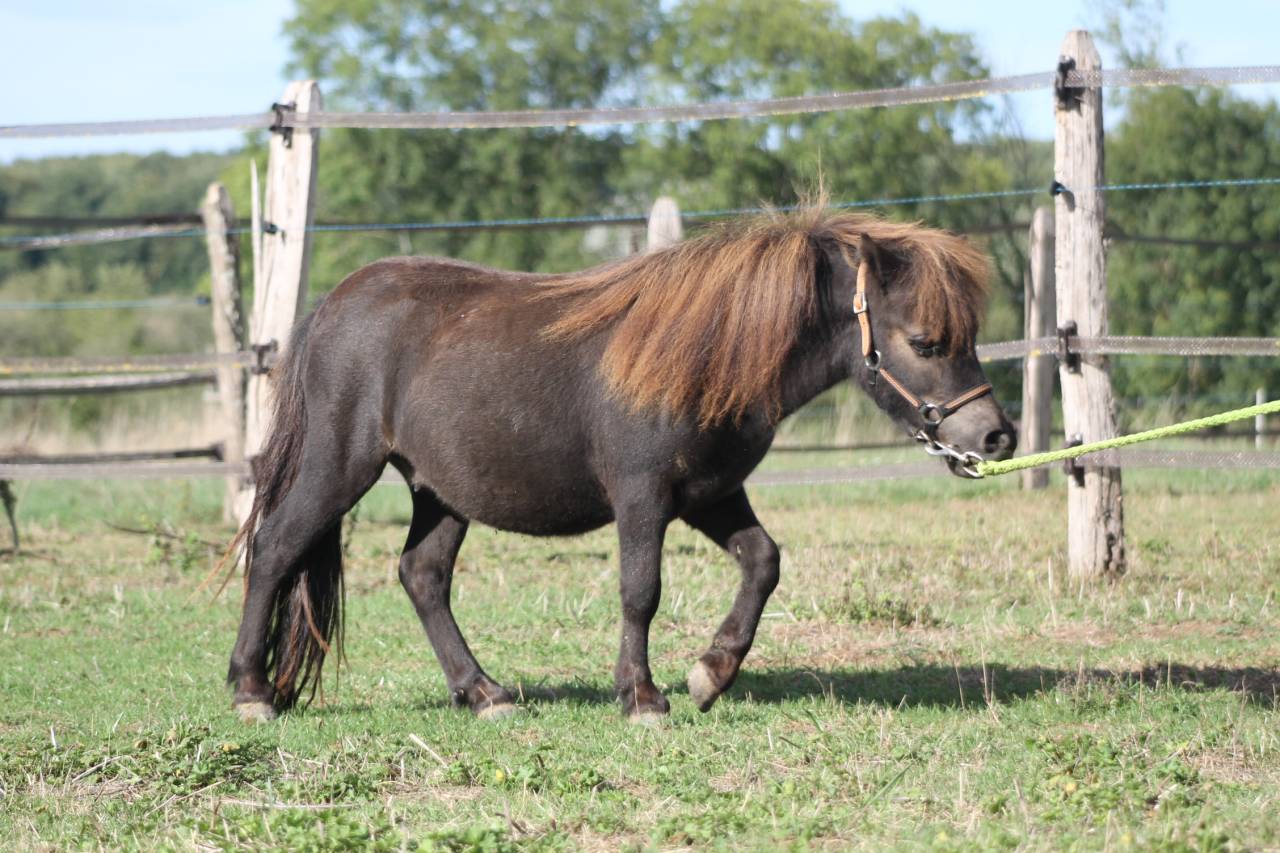 Gelding Shetland Pony For sale 2024 Black