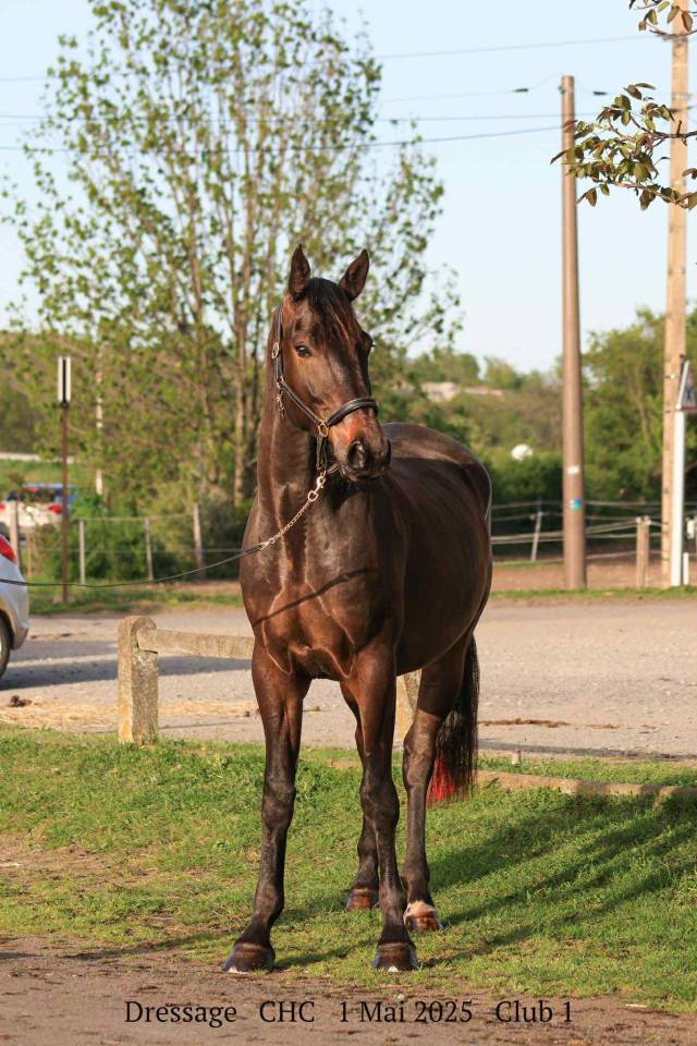 Gelding Selle Français For sale 2021 Dark Bay