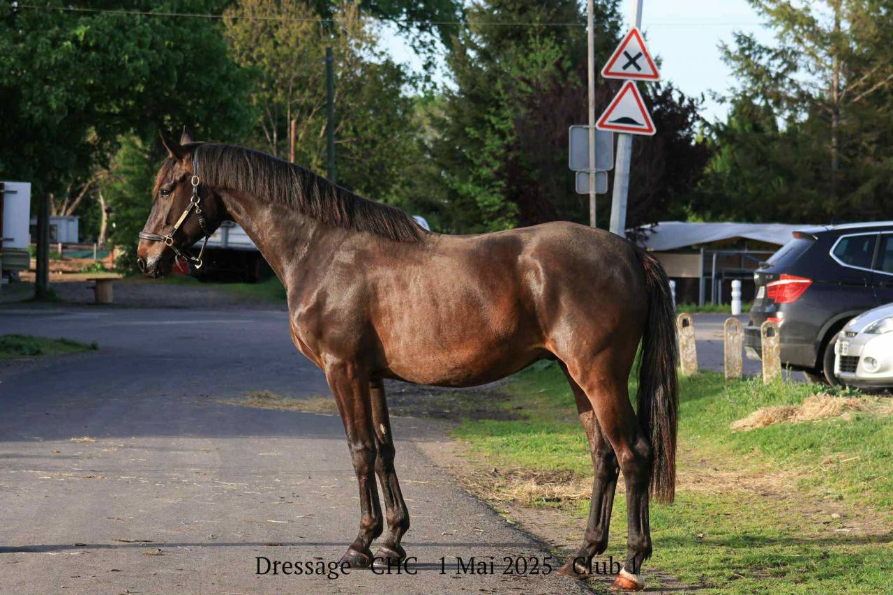 Gelding Selle Français For sale 2021 Dark Bay