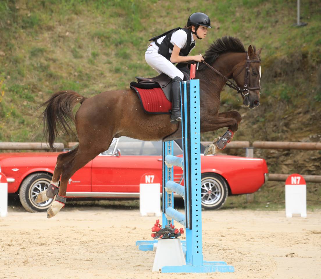 Gelding French Saddle Pony For sale 2016 Bay