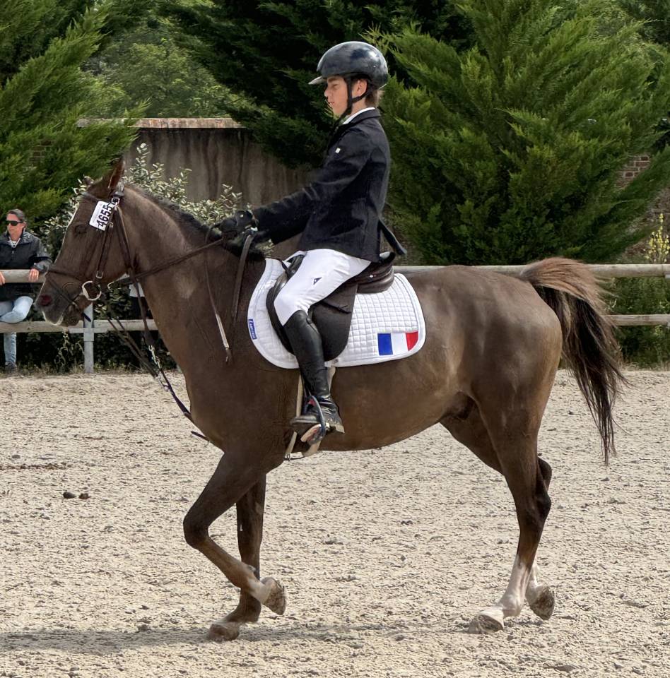 Gelding French Saddle Pony For sale 2016 Bay