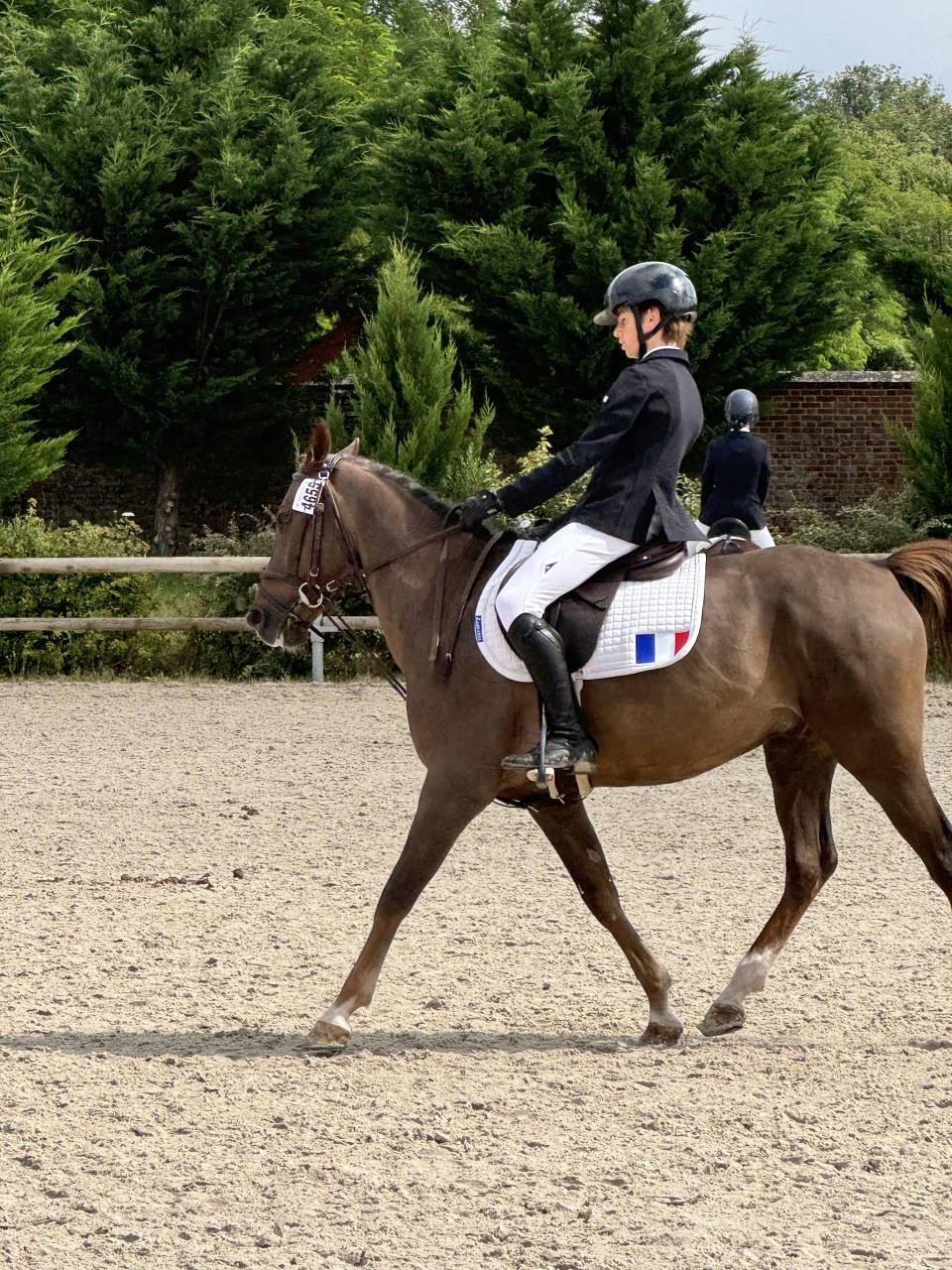 Gelding French Saddle Pony For sale 2016 Bay