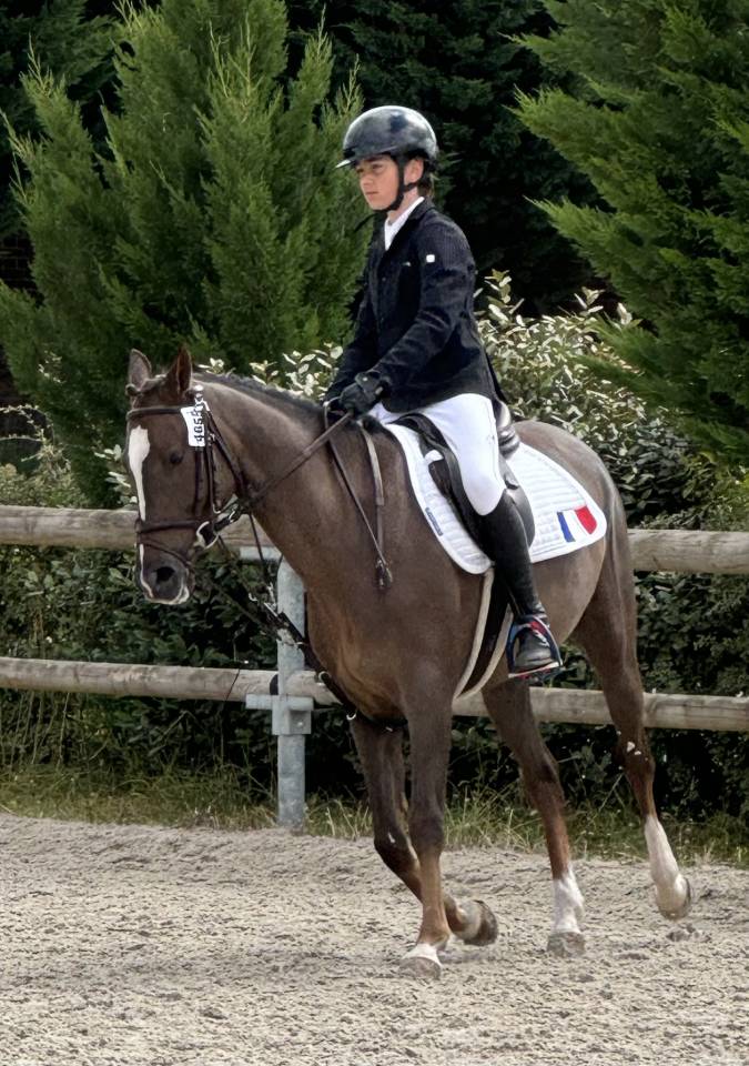 Gelding French Saddle Pony For sale 2016 Bay