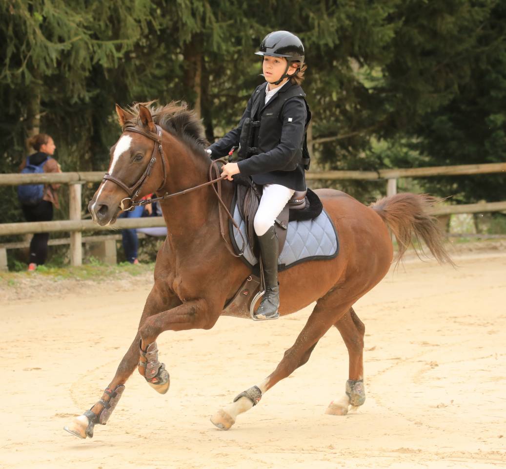Gelding French Saddle Pony For sale 2016 Bay