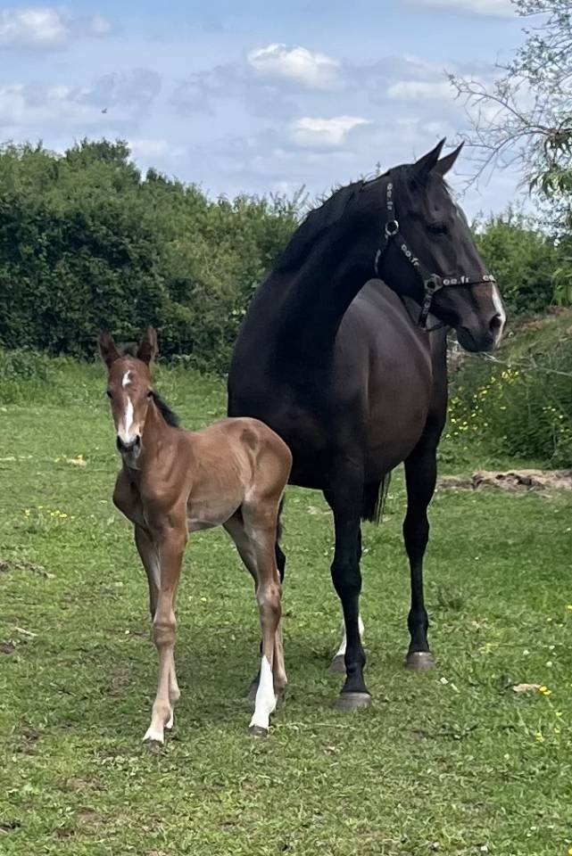 Filly Selle Français For sale 2025 Bay