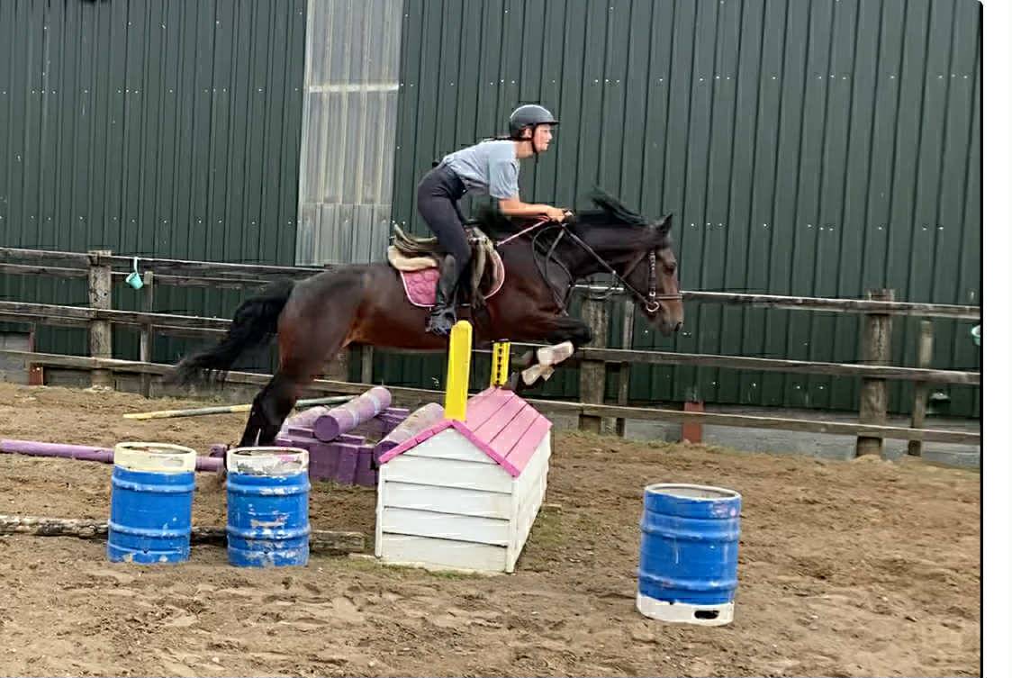 Gelding Connemara For sale 2021 Grey