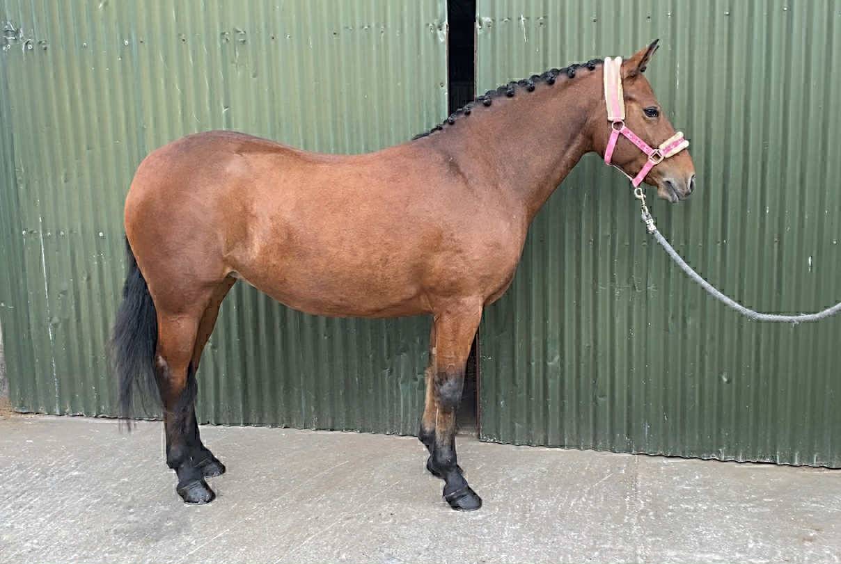 Gelding Connemara For sale 2021 Grey