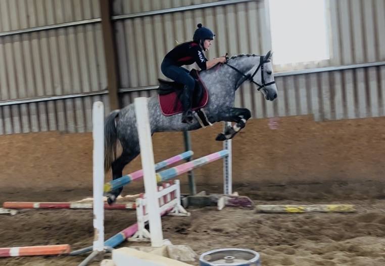 Gelding Connemara For sale 2021 Grey