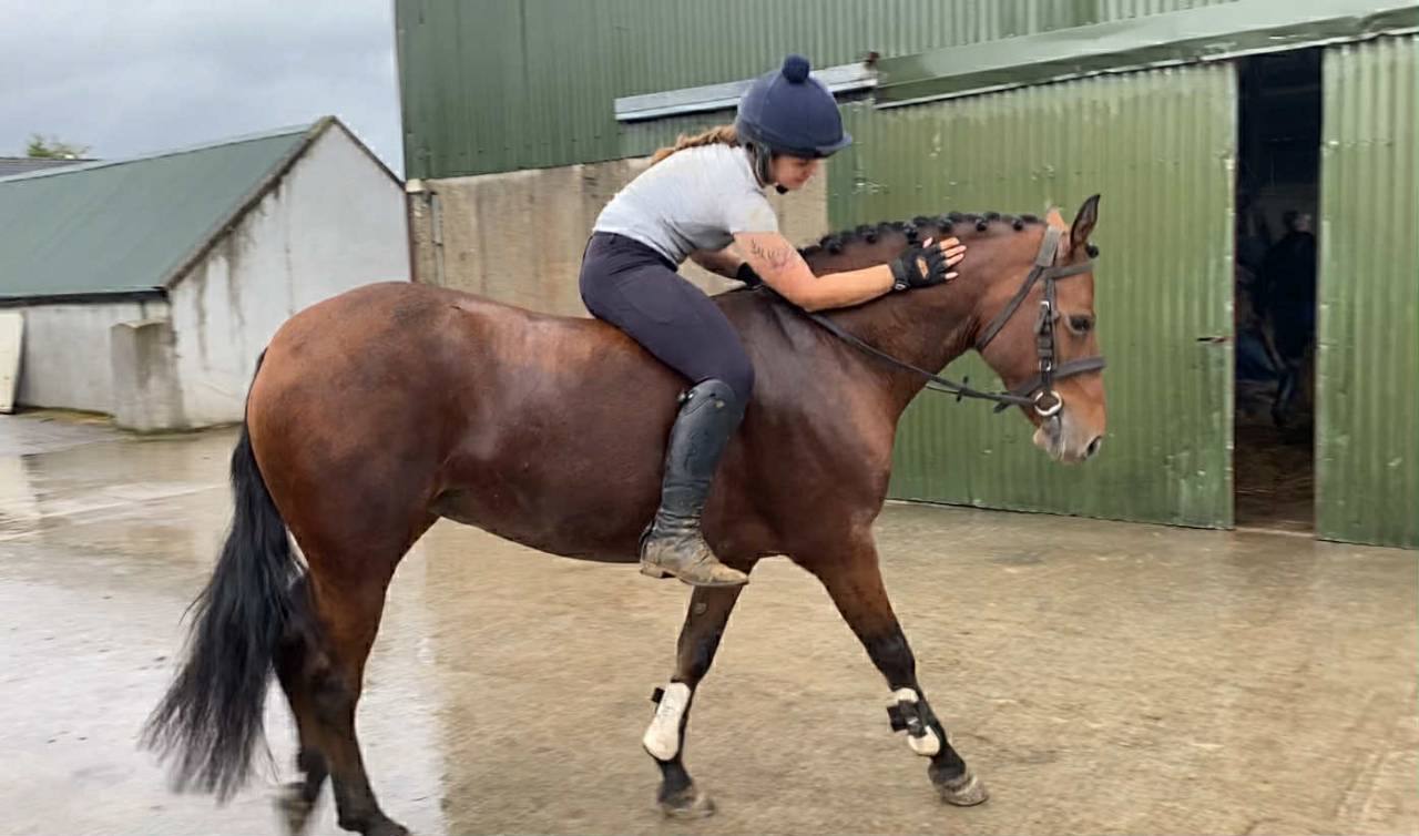 Gelding Connemara For sale 2021 Grey