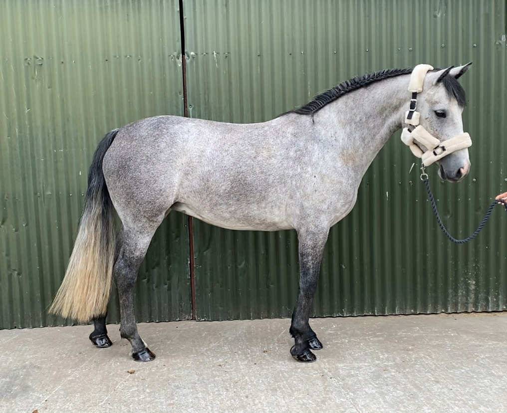 Gelding Connemara For sale 2021 Grey